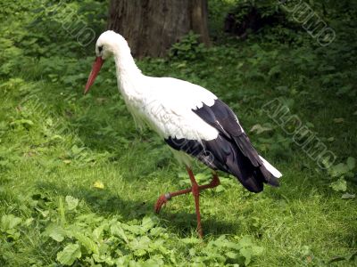 Stork searching for food
