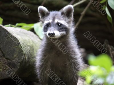 Puppy raccoon