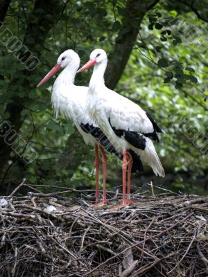 Storks standing on their nest