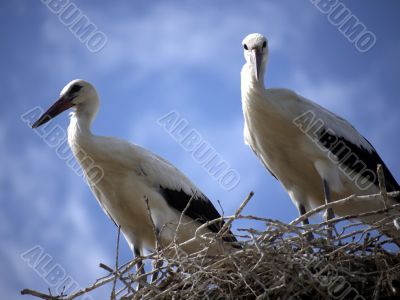 Storks in the nest against a blue sky