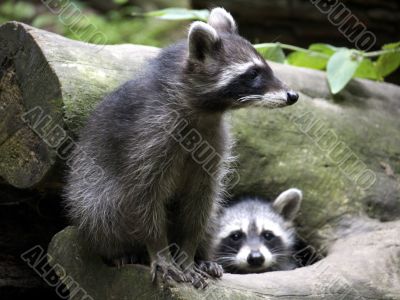 Young racoons