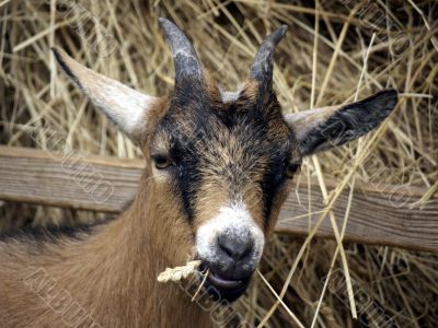 Young goat eating