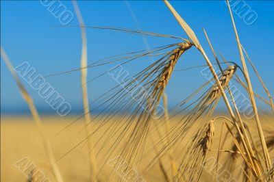 Wheat ears