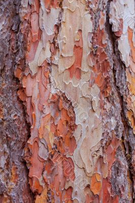 texture of pine  