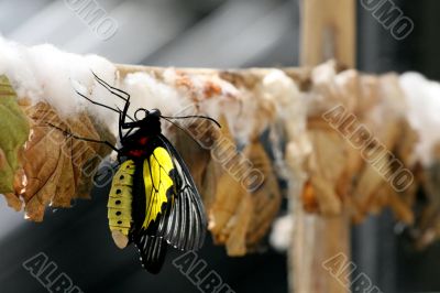 Butterfly Farm