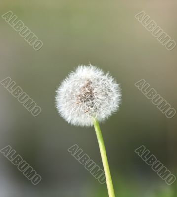 one big fluffy dandelion 