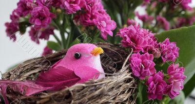 Pink bird 