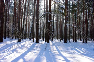 Sun rays getting through winter forest trees, sunbeams 