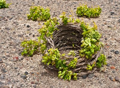 Santorini vine basket in spring