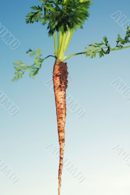 Freshly pulled carrot