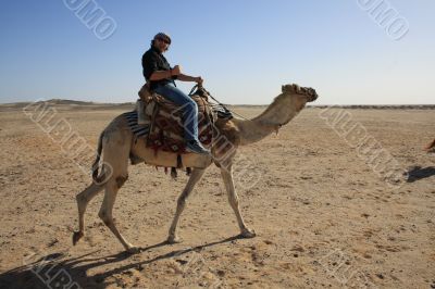 with the camel in the desert