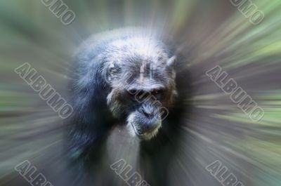 Monkey in focus