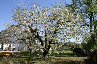 garden in spring