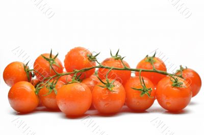 Branch with cherry tomatoes closeup