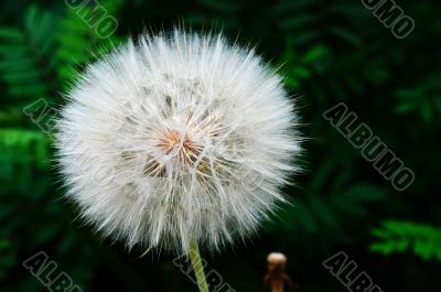 Dandelion