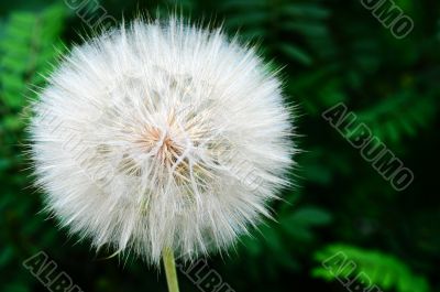Dandelion