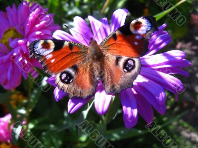 The peacock eye