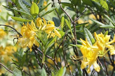 Azalea blooming in the summer caucasus forest