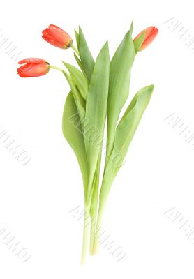 Three tulips