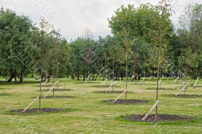 Saplings in a park
