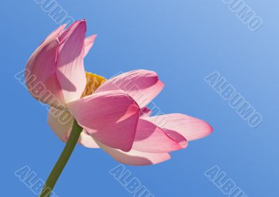 Lotus over blue sky