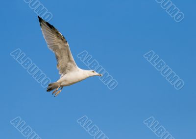 Flying seagull