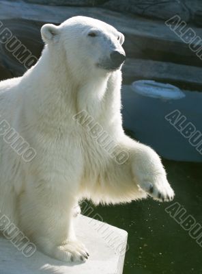 Polar bear