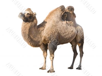 Standing camel
