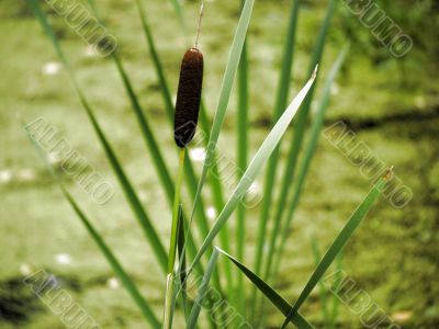 Cattail