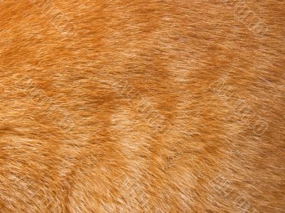 Cat fur texture