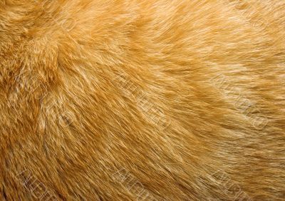 Cat fur texture