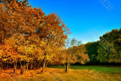 Autumn yellow-red tree