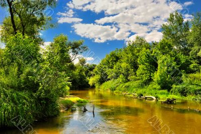 The river in the woods