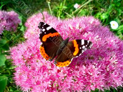 Butterfly Red Admiral On A Flower