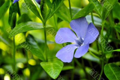 Periwinkle