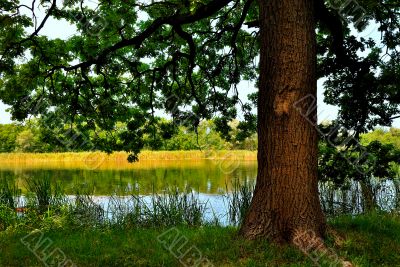 Shady oak on the river