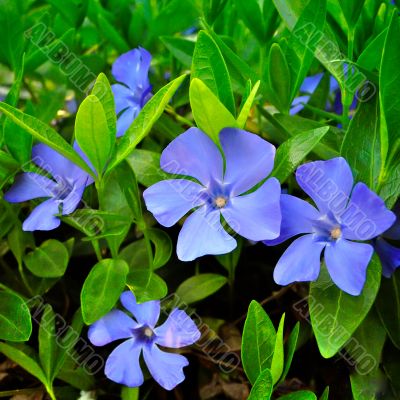 Several periwinkle
