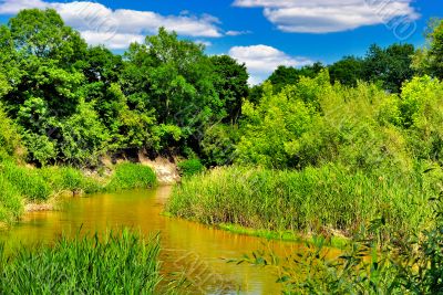 The river in the woods on a sunny day