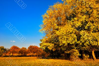 Autumn tree