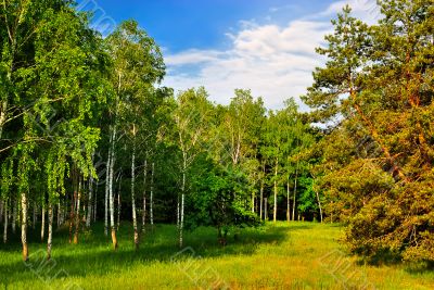 Birchwood and pine