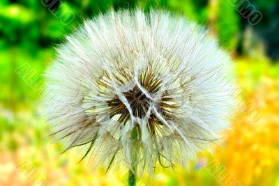 White dandelion