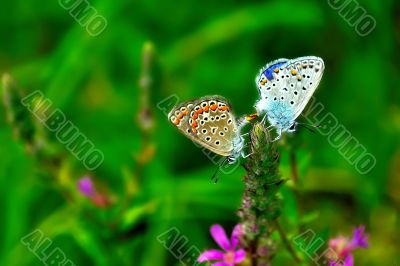 A pair of butterflies