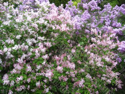Bush of a lilac