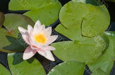 Water lily