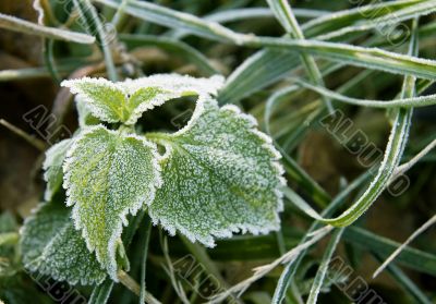 Frozen leaves
