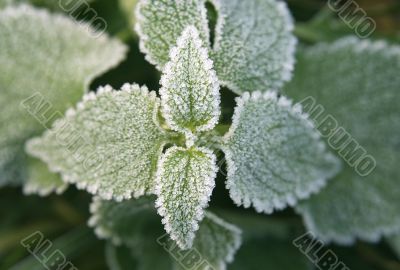 Frozen leaves