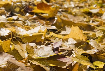 Autumn leaves