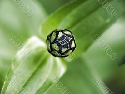 dahlia bud greenblack