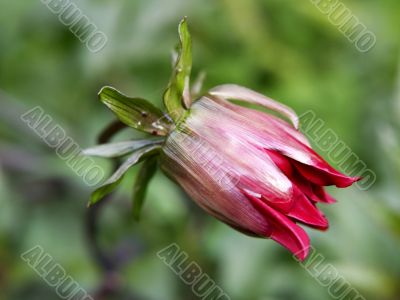 dahlia_bud_half_open