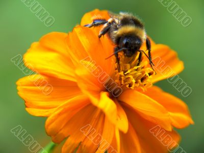 dahlia_blossom_and_bumblebee
